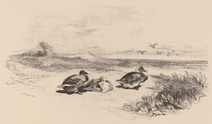 Yaban Ördekleri. by Karl Bodmer