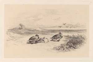 yaban ördekleri by Karl Bodmer