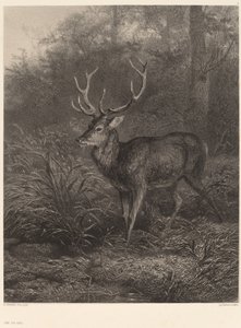 Cerf Dix-Cors by Karl Bodmer