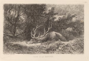Geyik a la Repose by Karl Bodmer