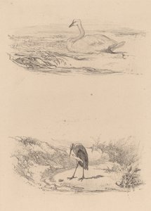 Kuğu, balıkçıl. by Karl Bodmer