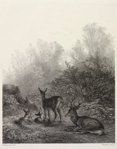 Dinlenme Geyik by Karl Bodmer