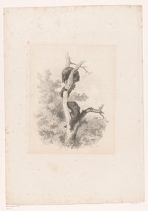 Bir ağaçta üç ayı Hayvanlarla manzaralar (dizi başlığı) by Karl Bodmer