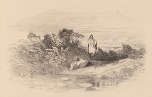 Balıkçıllar. by Karl Bodmer