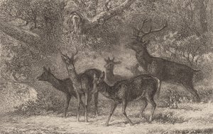 Sürü. by Karl Bodmer
