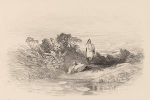 İki Heron. by Karl Bodmer