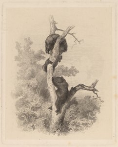 Les Ours (Ayılar) by Karl Bodmer