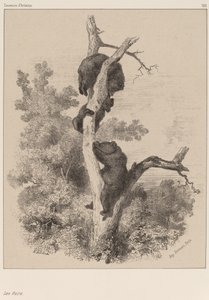 Ayılar. by Karl Bodmer
