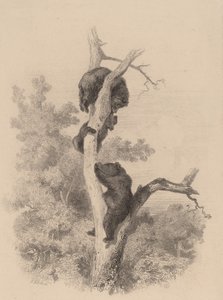 Ayılar. by Karl Bodmer