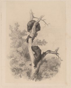 Ayılar by Karl Bodmer