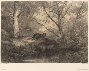 marcassins by Karl Bodmer