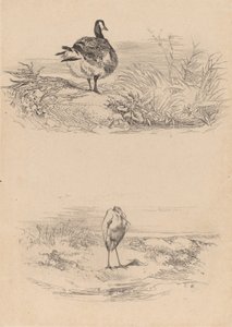 Oi, Heron. by Karl Bodmer