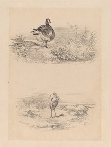 Oie, Balıkçıl by Karl Bodmer