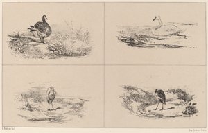 Kazlar, kuğular, balıkçıllar by Karl Bodmer