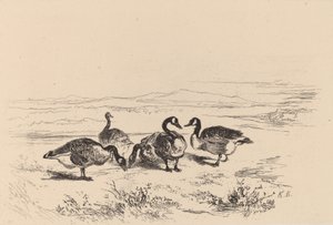Barnacle kazları. by Karl Bodmer