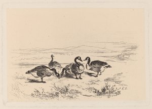 midye kazları by Karl Bodmer