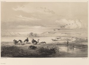 Yaban kazları. by Karl Bodmer