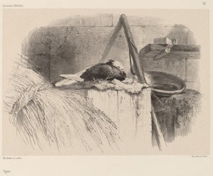 Güvercin. by Karl Bodmer