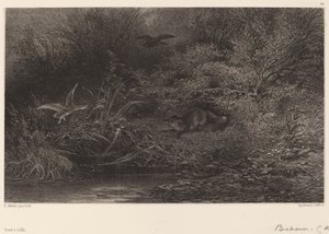 Sinsi sinsi tilki. by Karl Bodmer