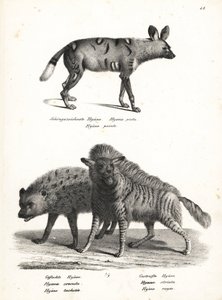 Afrika yaban köpeği, Lycaon pictus, tehlikede, benekli sırtlan, Crocuta crocuta ve çizgili sırtlan, Hyaena hyaena. Heinrich Rudolf Schinz'in Illustrated Natural History of Men and Animals kitabından Karl Joseph Brodtmann'ın litografisi by Karl Joseph Brodtmann