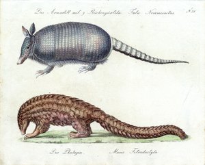 Armadillo ve Pangolin (baskı) by Karl Joseph Brodtmann