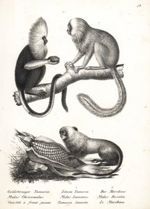 Buffy-headed marmoset, Callithrix flaviceps (tehlikede) 1 ve altın aslan tamarin, Leontopithecus rosalia (tehlikede) 2,3. Heinrich Rudolf Schinz'in Illustrated Natural History of Men and Animals kitabından Karl Joseph Brodtmann'ın litografisi by Karl Joseph Brodtmann