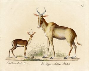 Dorcas Gazelle ve Nilgai (baskı) by Karl Joseph Brodtmann