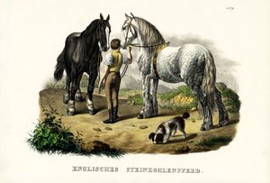 İngiliz Çukur Atı, 1824 by Karl Joseph Brodtmann