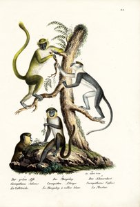 Yeşil Maymun, 1824 by Karl Joseph Brodtmann