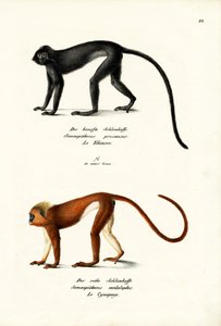 Hanuman Langur, 1824 by Karl Joseph Brodtmann