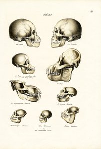 Human Skulls, 1824  by Karl Joseph Brodtmann