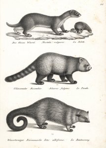 En küçük gelincik, Mustela nivalis 1, kırmızı panda, Ailurus fulgens 2, savunmasız ve ayı kedisi, Arctictis binturong 3, savunmasız. Heinrich Rudolf Schinz'in Illustrated Natural History of Men and Animals kitabından Karl Joseph Brodtmann'ın litogr by Karl Joseph Brodtmann