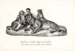 Dişi aslan ve yavruları, eğitmen Panthera leo ile. Heinrich Rudolf Schinz'in Illustrated Natural History of Men and Animals kitabından Karl Joseph Brodtmann'ın litografisi by Karl Joseph Brodtmann
