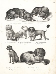 Lurcher veya matin köpeği, Canis laniarius, Bichon, İspanyol köpeği, Chow Chow, Pug köpeği, Canis fricator ve Kaniş veya su avı köpeği, Canis Aquatus. Heinrich Rudolf Schinz'in Illustrated Natural History of Men and Anima kitabından Karl Joseph Brodtma by Karl Joseph Brodtmann