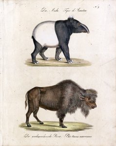Malaya Tapiri ve Amerikan Bizonu (baskı) by Karl Joseph Brodtmann