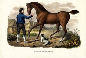 Mecklenburger Atı, 1824 by Karl Joseph Brodtmann