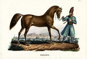 İran Atı, 1824