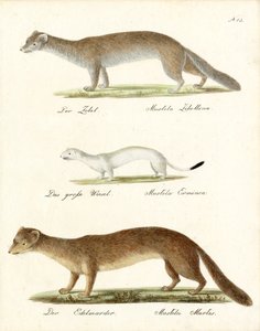 Samur, Stoat ve Çam Sansarı (baskı) by Karl Joseph Brodtmann