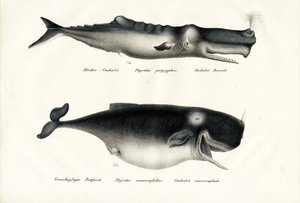 Sperm Balinaları, 1824 by Karl Joseph Brodtmann