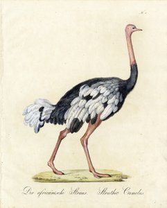 Afrika Devekuşu (baskı) by Karl Joseph Brodtmann