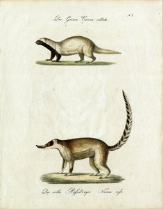 Grison ve Coati (baskı) by Karl Joseph Brodtmann