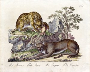 Jaguar ve Puma (baskı) by Karl Joseph Brodtmann