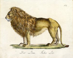 Aslan (baskı) by Karl Joseph Brodtmann