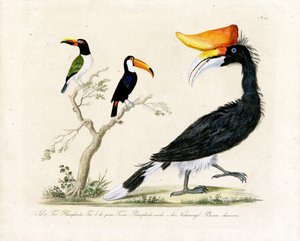Tukan, Trogon ve Hornbill (baskı) by Karl Joseph Brodtmann