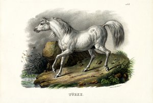 Turkish Horse, 1824  by Karl Joseph Brodtmann
