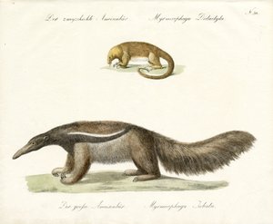 İki Parmaklı ve Dev Karıncayiyen (baskı) by Karl Joseph Brodtmann