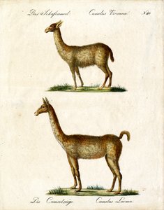 Vicuña ve Lama (baskı) by Karl Joseph Brodtmann