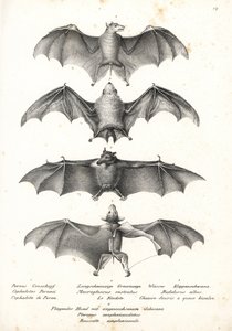 Batı çıplak sırtlı meyve yarasası, Dobsonia peronii 1, uzun dilli nektar yarasası, Macroglossus minimus 2, kuzey hayalet yarasası, Diclidurus albus 3 ve Geoffroy's rousette, Rousettus amplexicaudatus 4. Heinrich Rudolf Schi'den Karl Joseph Brodtman by Karl Joseph Brodtmann