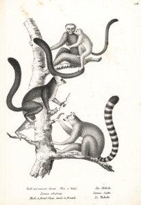 Ak başlı lemur, Eulemur albifrons, erkek ve dişi, nesli tükenmekte olan 1 ve halka kuyruklu lemur, Lemur catta, nesli tükenmekte olan 2. Heinrich Rudolf Schinz'in Illustrated Natural History of Men and Animals kitabından Karl Joseph Brodtmann'ın li by Karl Joseph Brodtmann