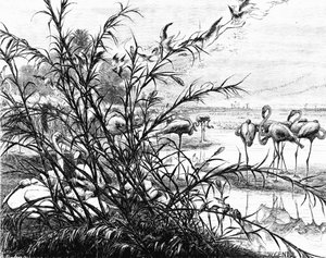 Menaleh Gölü'ndeki Kuşlar Meclisi, 1880